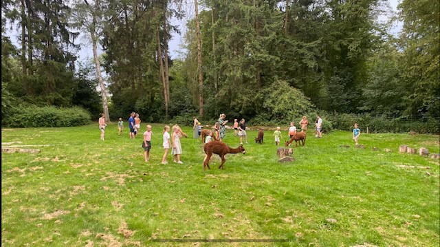 alpacas pasen